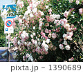 通り道の薔薇