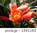 今年は沢山咲いたクンシランの大きな花