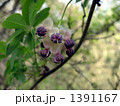 秋に紫色の実を付けるアケビの雄花