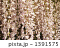 白藤のすだれ