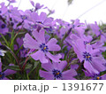 青空を背に花を咲かせる一面の芝桜