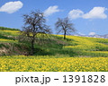 菜の花公園