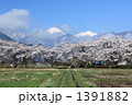 扇町堤の桜