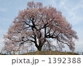 わに塚のサクラ