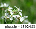 ダイコンの花