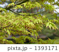 イロハモミジ
