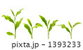 お茶の葉