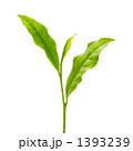 お茶の葉