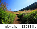 箱根仙石原のススキ