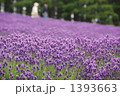 ラベンダー畑 ラベンダー畑