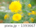 タンポポ タンポポ