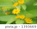 マーガレット マーガレット