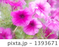ペチュニア ペチュニア