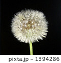 たんぽぽ01 わたげ