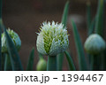 ネギの花（左手側右目用）