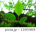 三つの葉