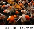 涼しい金魚たち