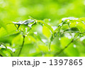 雨粒ひかる木々１