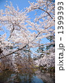水辺の桜