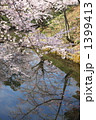 水辺の桜