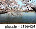 水辺の桜