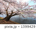水辺の桜