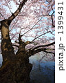 水辺の桜
