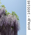 藤の花