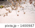 花いかだ