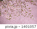 桜と花いかだ