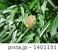 アルメリアの蕾