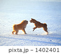 じゃれあう２匹の犬