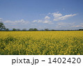 菜の花畑