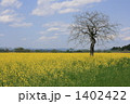 菜の花畑