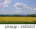 菜の花畑