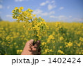 菜の花畑