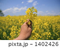 菜の花畑