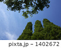 杉の木