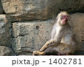 そっぽ向いてるお猿さん