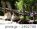 日向ぼっこ中の野良猫