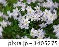 はなにら