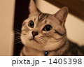 何かを見つめる猫