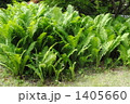 草ソテツの群生