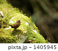 ミソサザイ