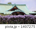 藤棚 (亀戸天神)