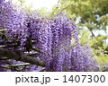 藤棚 (亀戸天神)