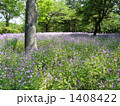 ムラサキハナナの森