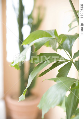 観葉植物 鉢植え 緑