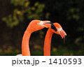 色に魅せられて
