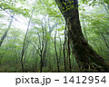 朝霧のブナ林